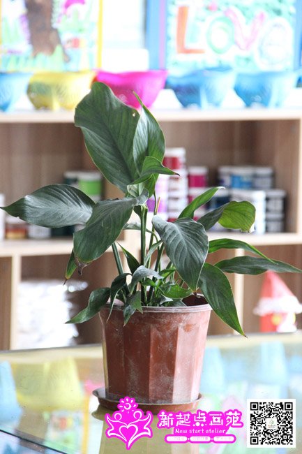 д����ֲ����