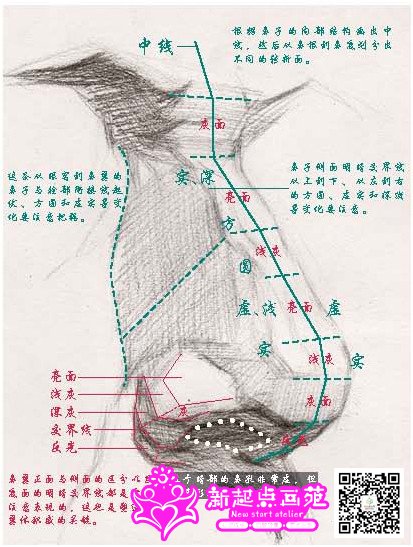 不能将鼻孔的形处理成一个简简单单地圆, 表现时可先把鼻头饱满的